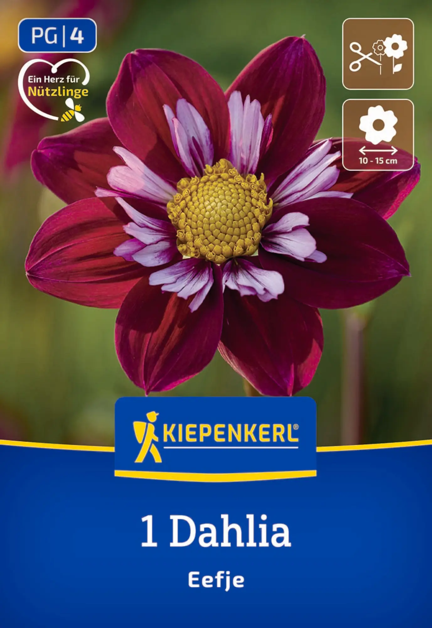 Kiepenkerl Frühjahrsblumenzwiebel Halskrausen-Dahlie Eefje 1 Stück