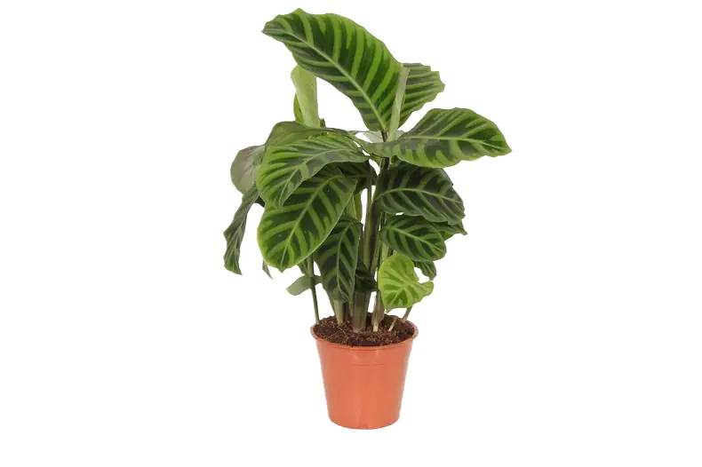8717432381417 Korbmarante 'Zebrina' 14 cm Topf, ca. 50 cm hoch