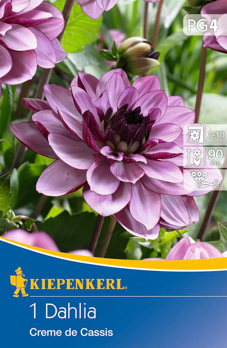 Kiepenkerl Seerosen-Dahlie Creme de Cassis Kiepenkerl Seerosen-Dahlie Creme de Cassis