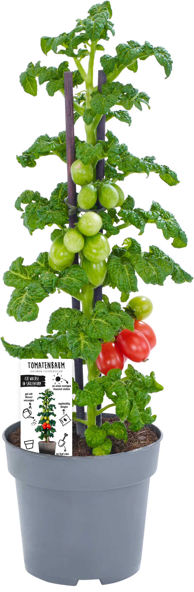 Vertikaler Gemüsegarten Tomate 13 cm Topf