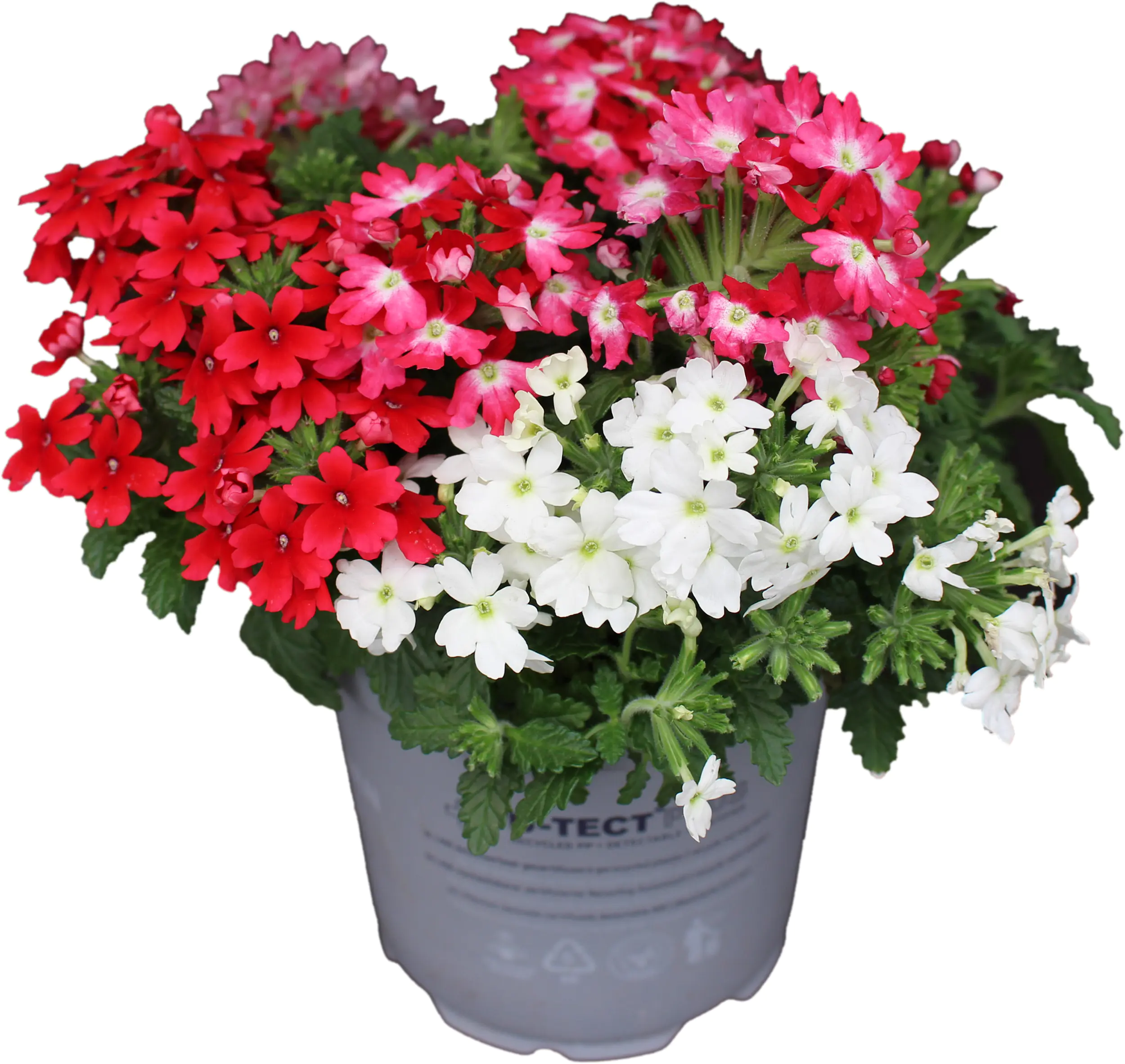 Verbena Eisenkraut dreifarbig 12 cm 