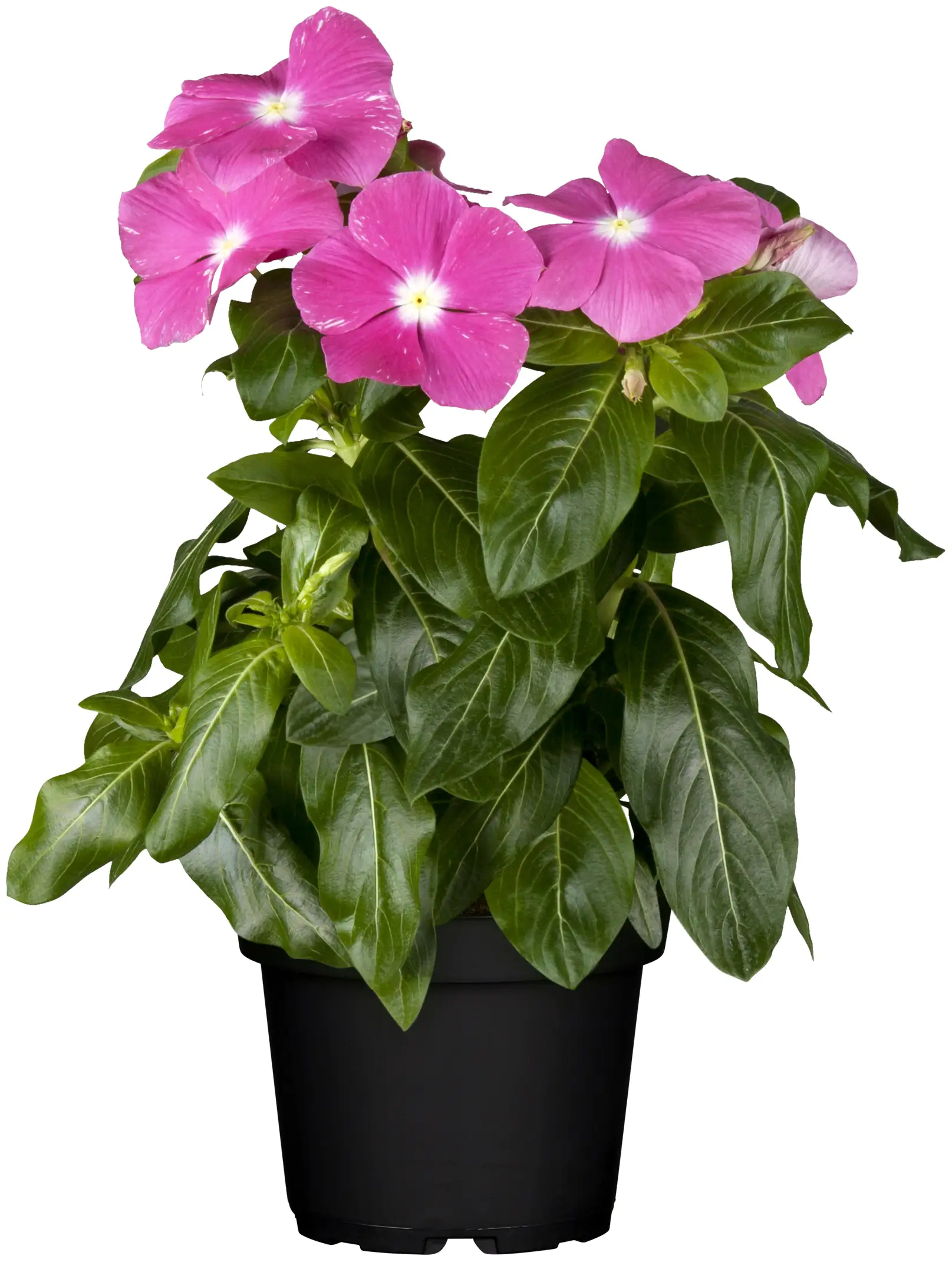 Sommerblüher Sunny Collection Catharanthus roseus Trio 2 Mischungen 13cm Topf