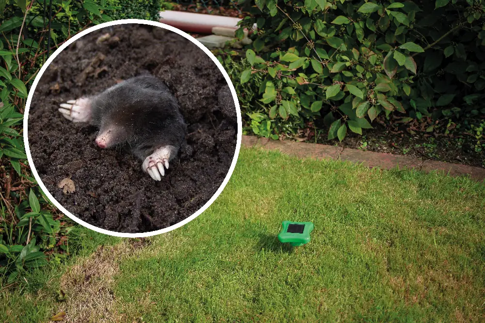 Gardigo Solar Maulwurf-Abwehr