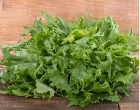 Salat- und Gemüsesetzlinge "Le Jardin Gourmand"B ataviasalat grün 6er Pack