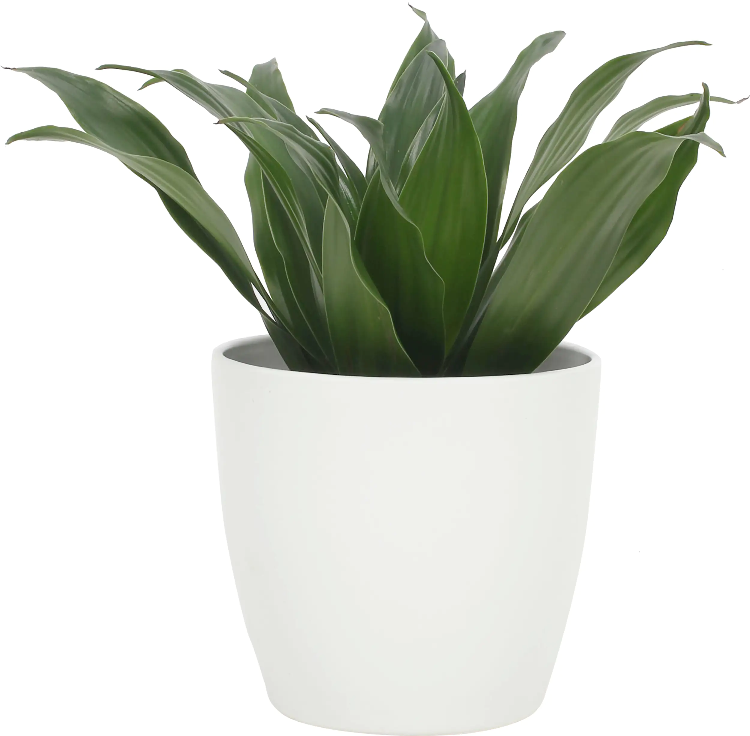 Grünpflanzenmix Classic  Berlin H ca 25 cm 12 cm Keramiktopf