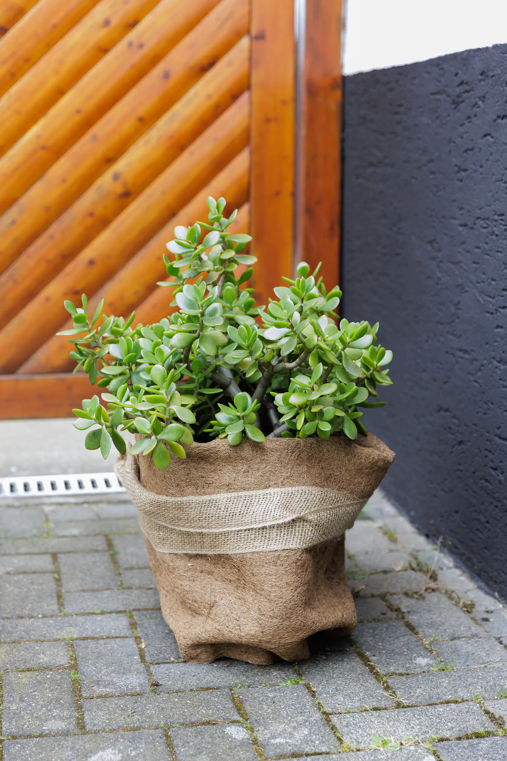 TrendLine Winterschutz für Pflanzen Kokosschutz-Matte 0,5 x 1,5 m