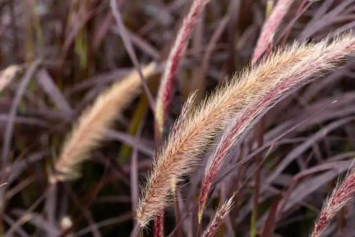 Rotes Federborstengras Pennisetum setaceaum Rubrum 17 cm Topf Rotes Federborstengras Pennisetum setaceaum Rubrum 17 cm Topf