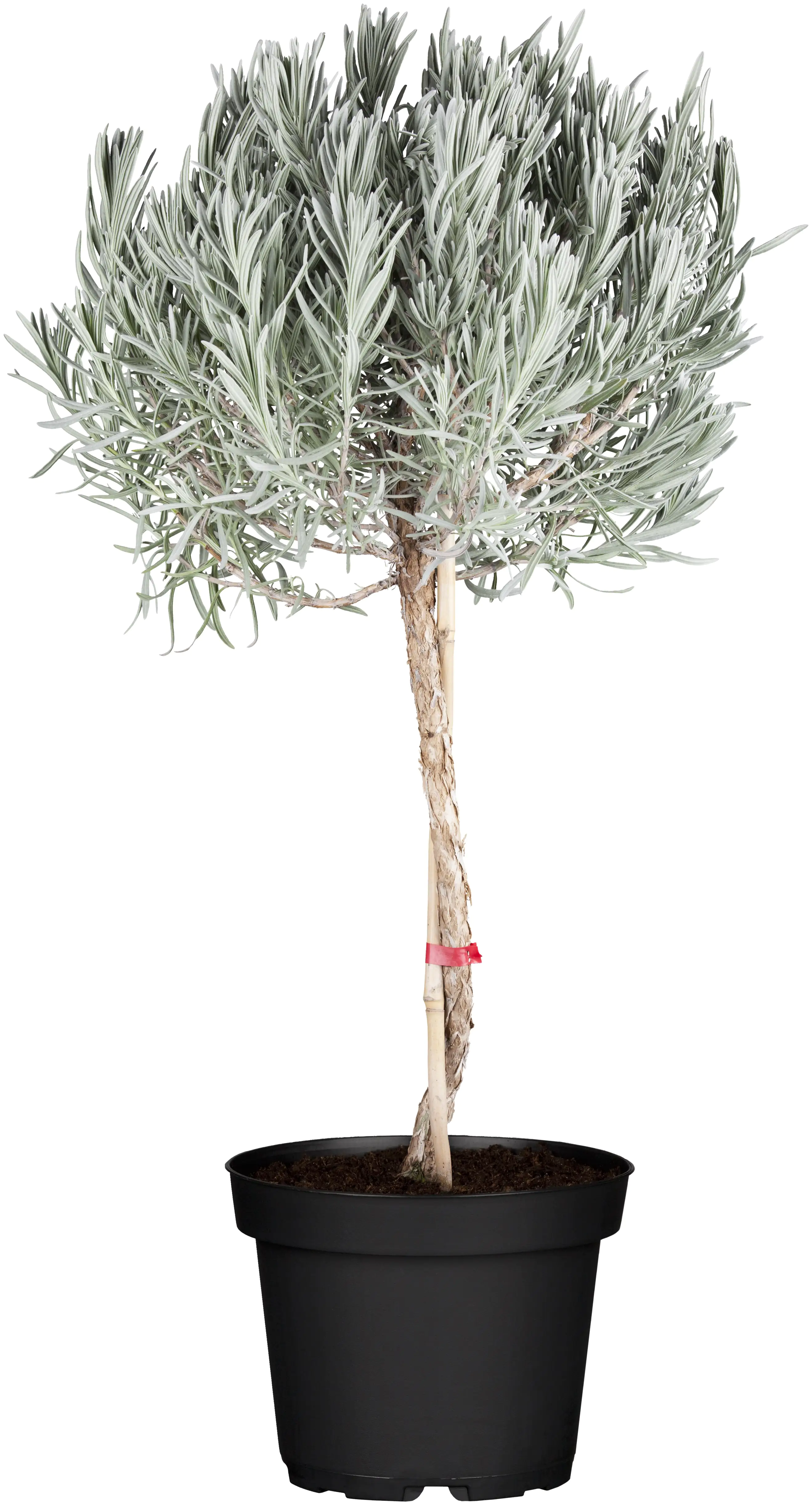 Lavendel Stamm Lavendula H ca. 80 cm 19 cm Topf Lavendel Stamm Lavendula H ca. 80 cm 19 cm Topf