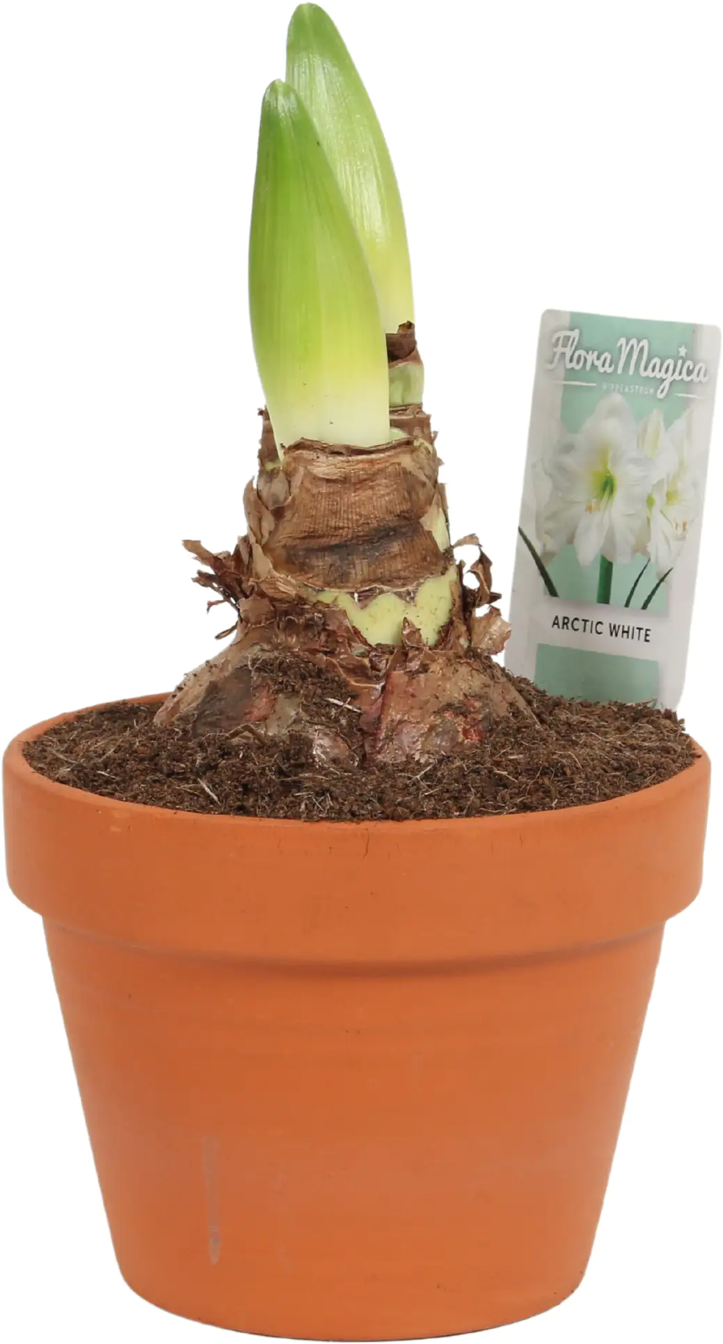 Amaryllis im 15 cm Tontopf Amaryllis im 15 cm Tontopf