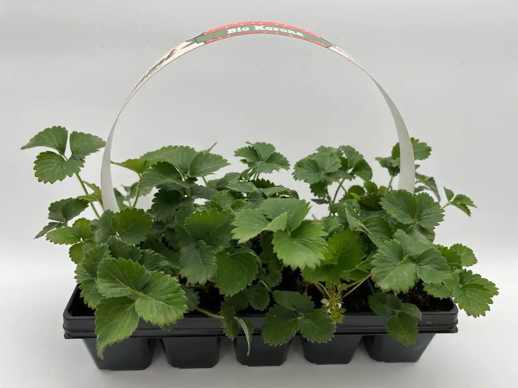 Erdbeere 10er Pack 7 cm Topf