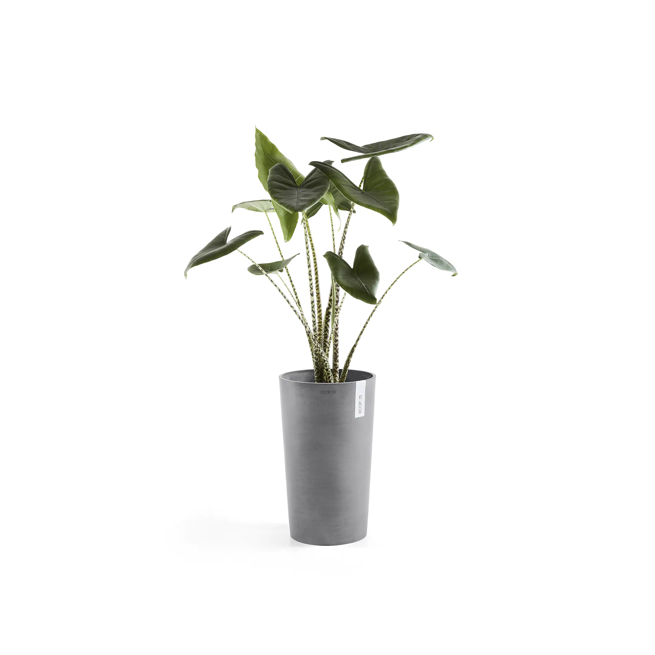 Ecopots Pflanztopf Amsterdam Ø 30 x 50 cm grau Ecopots Pflanztopf Amsterdam Ø 30 x 50 cm grau