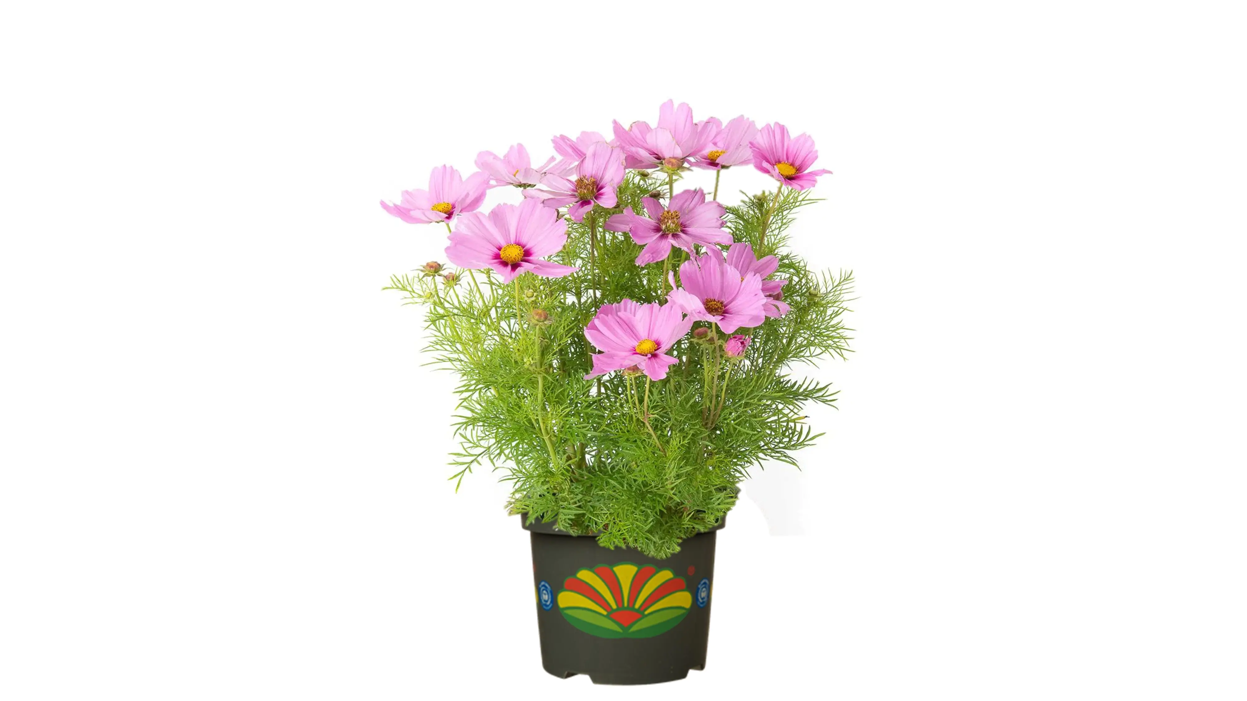 Cosmea Schmuckkörbchen H 40 cm 5 L Container