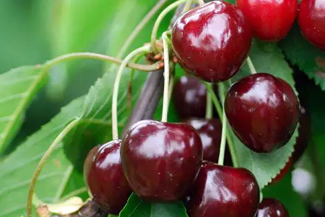 Süßkirschenbaum Schneiders Späte Knorpel 7,5 L Container