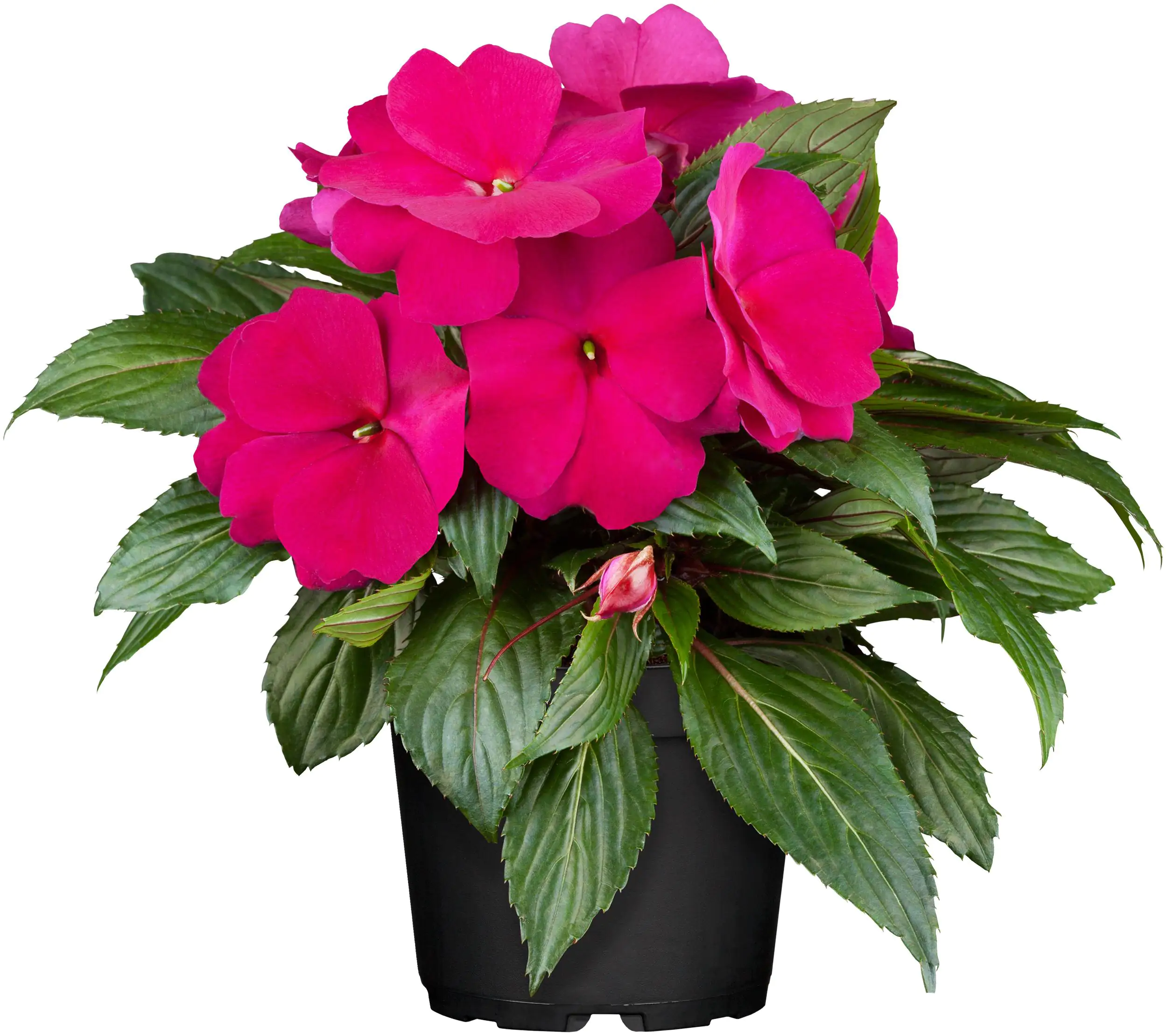 Edellieschen Impatiens Neuguinea H ca 25 cm 13 cm Topf