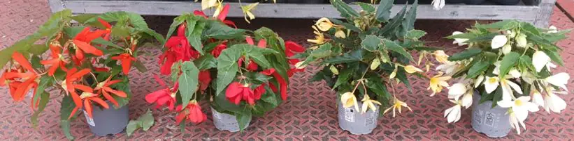 Begonia Groovy 12 cm