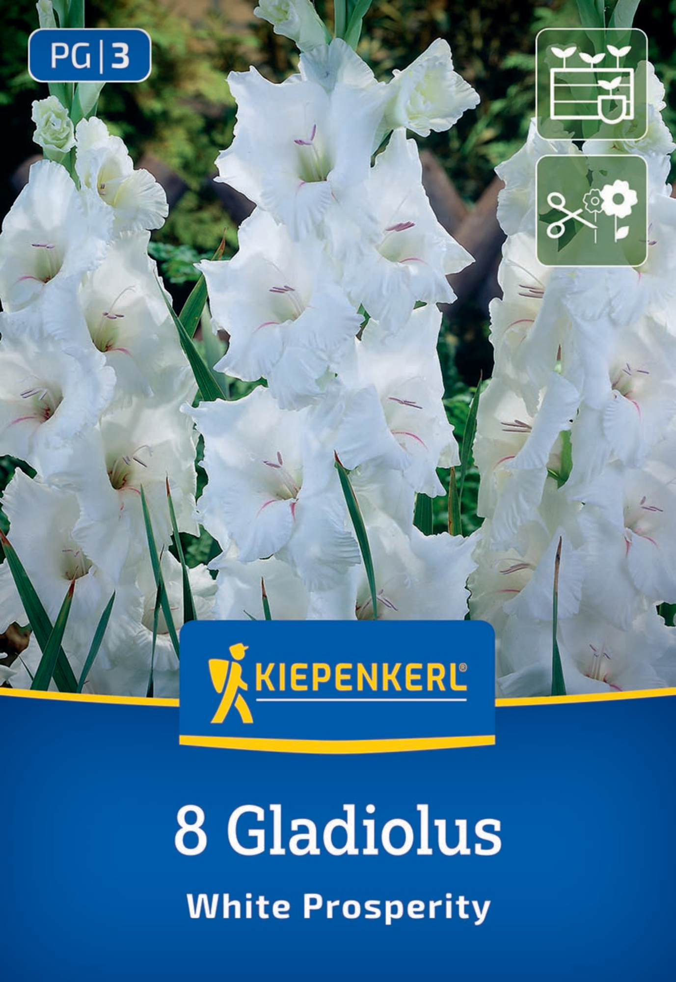 Kiepenkerl Frühjahrsblumenzwiebel Großblumige Gladiole White Prosperity 8 Stück
