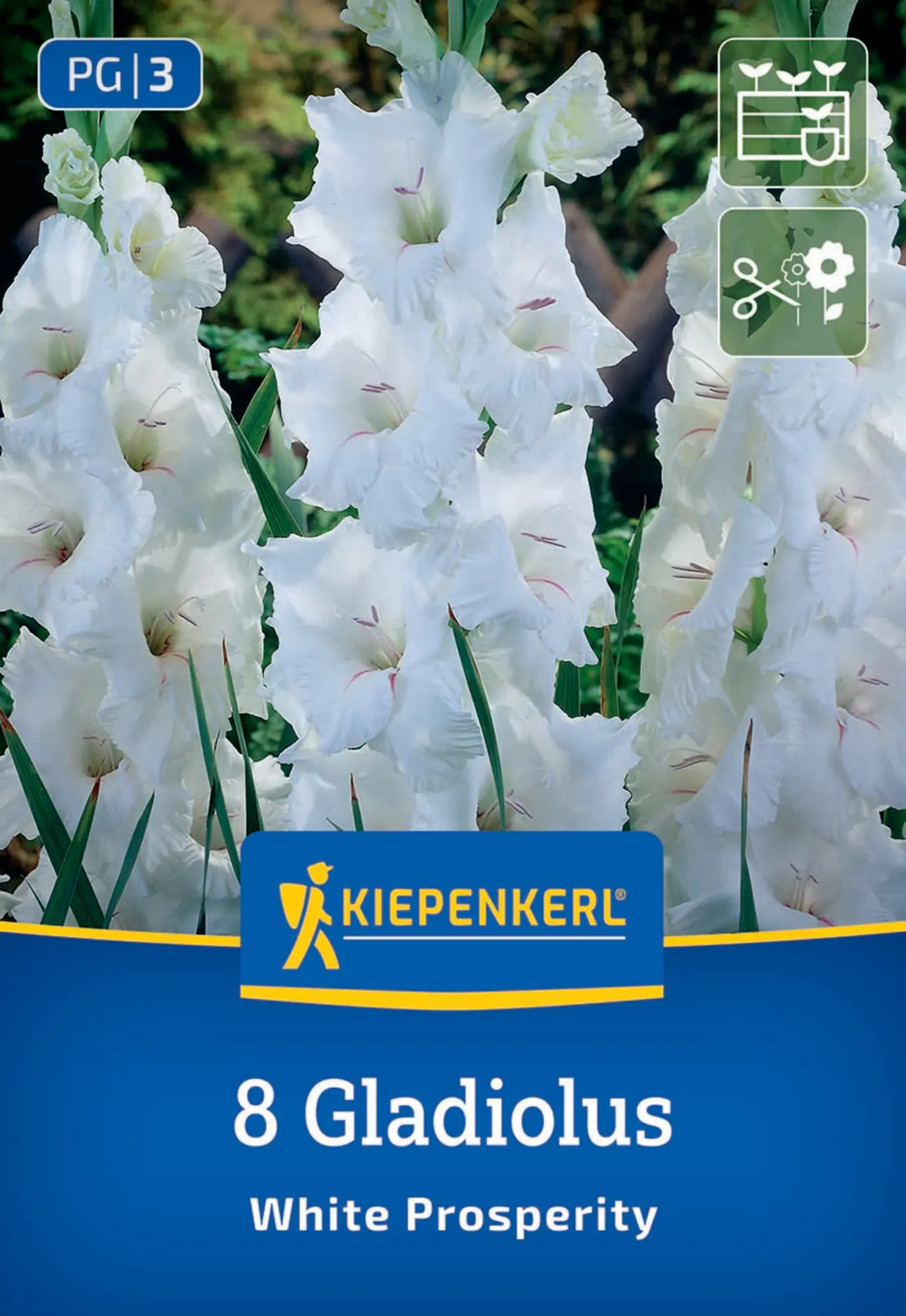 Kiepenkerl Frühjahrsblumenzwiebel Großblumige Gladiole White Prosperity 8 Stück