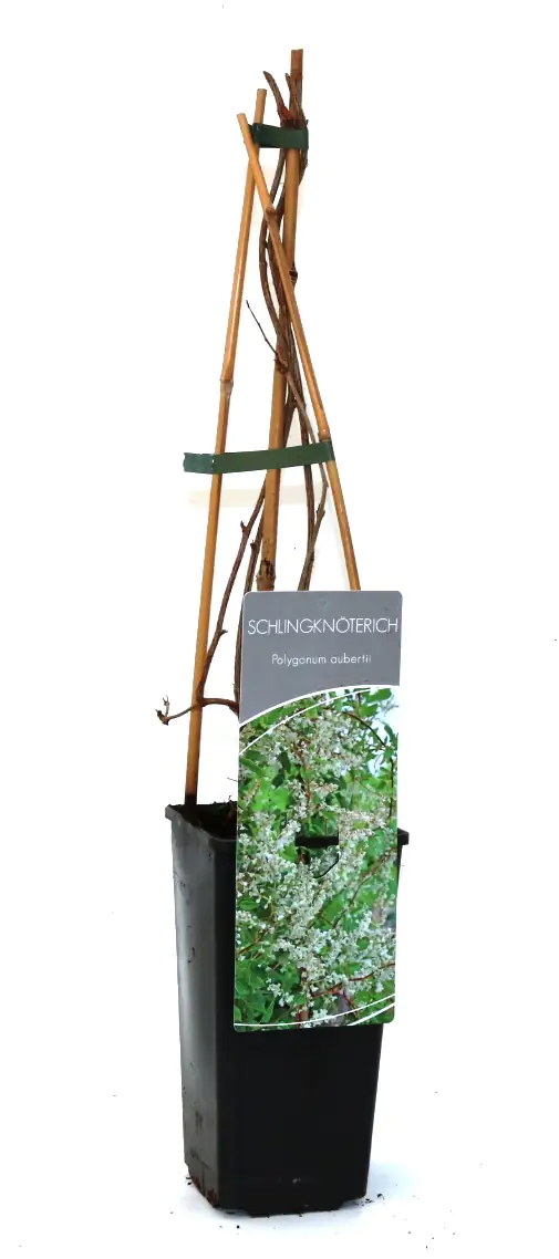 Schlingknöterich 2 L Eck-Container Schlingknöterich 2 L Eck-Container