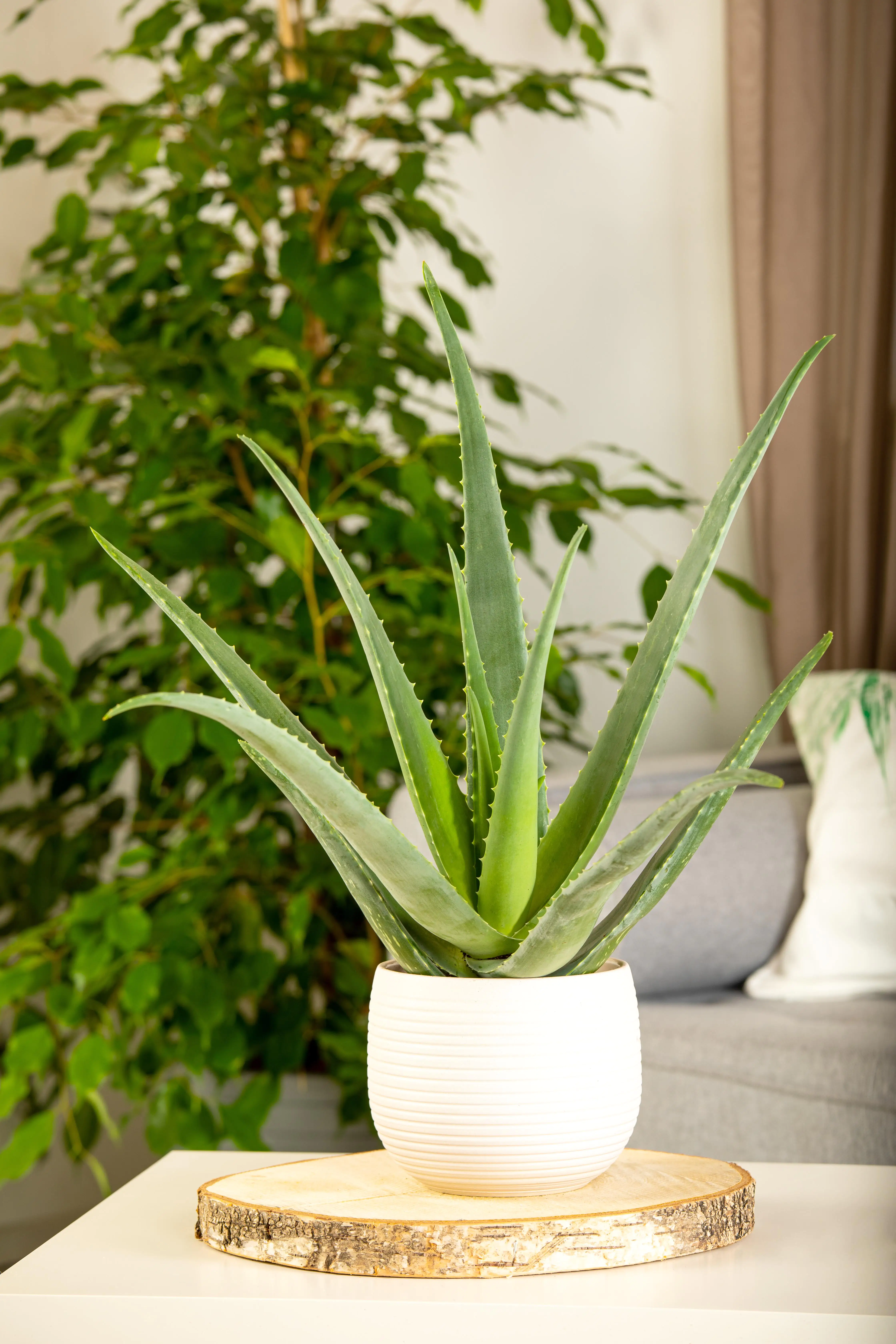 Aloe Vera H ca. 60 cm 23 cm Topf 