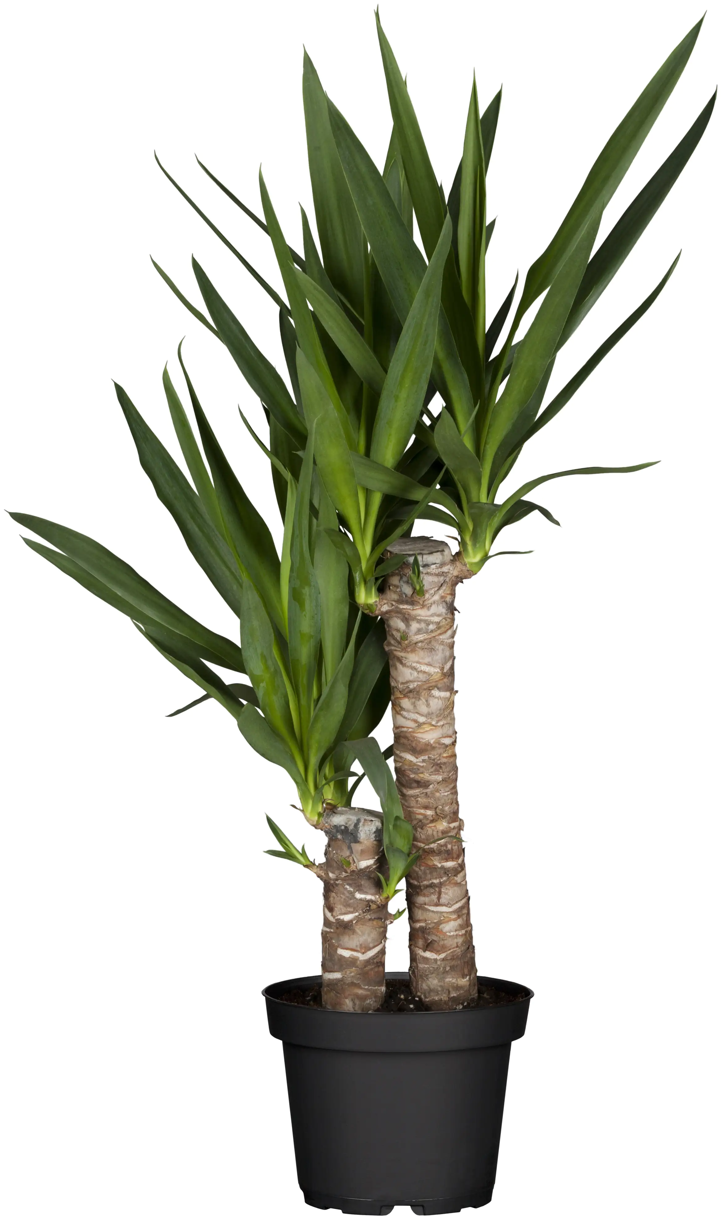 Palmlilie Yucca 2 Stämme H ca. 80 cm 17 cm Topf