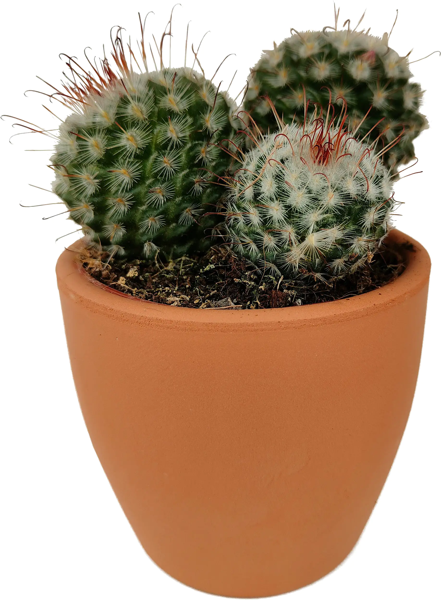 Kakteen Cactus in terracotta 8,5 cm Topf