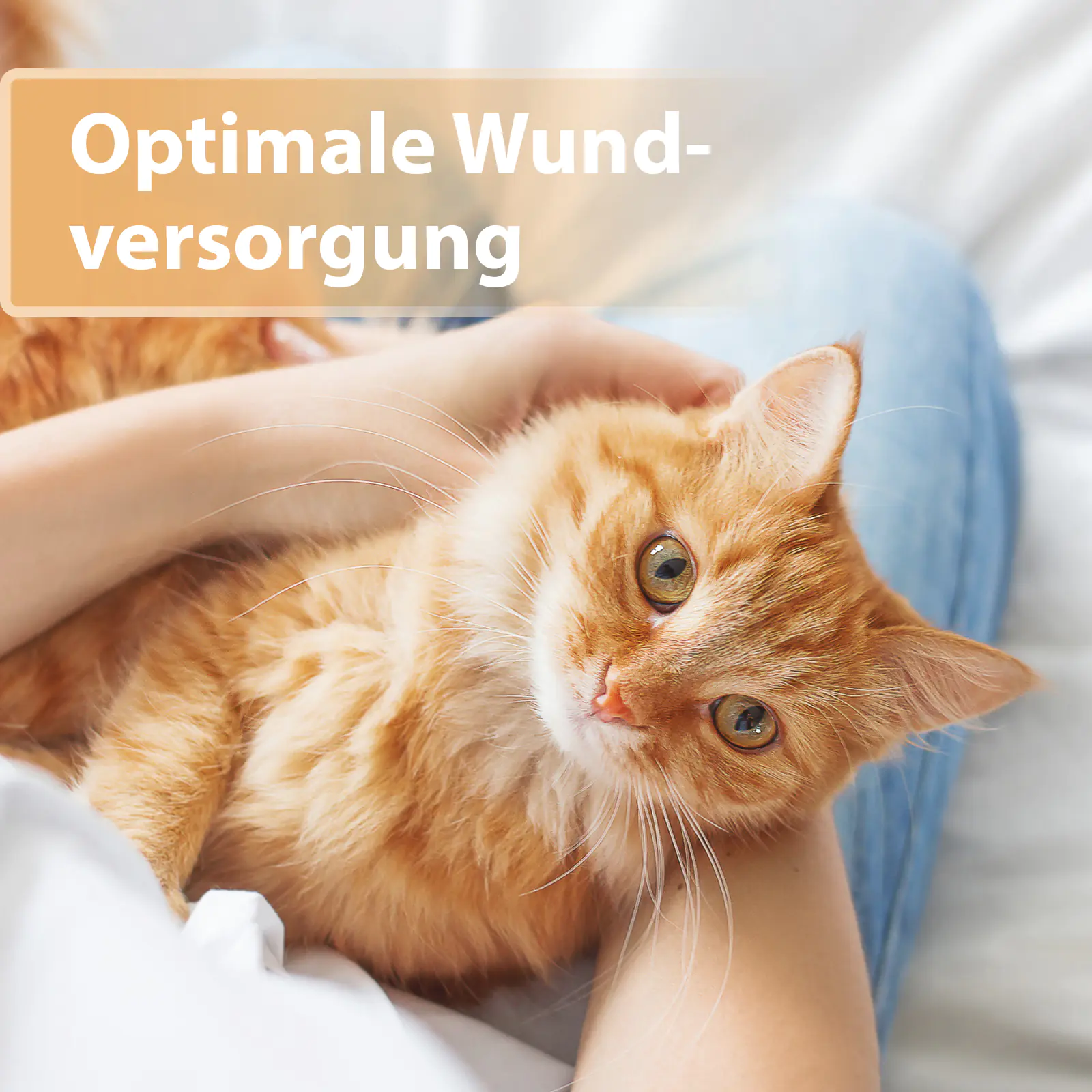 Felisept Wundgel für Katzen 20 ml Felisept Wundgel für Katzen 20 ml
