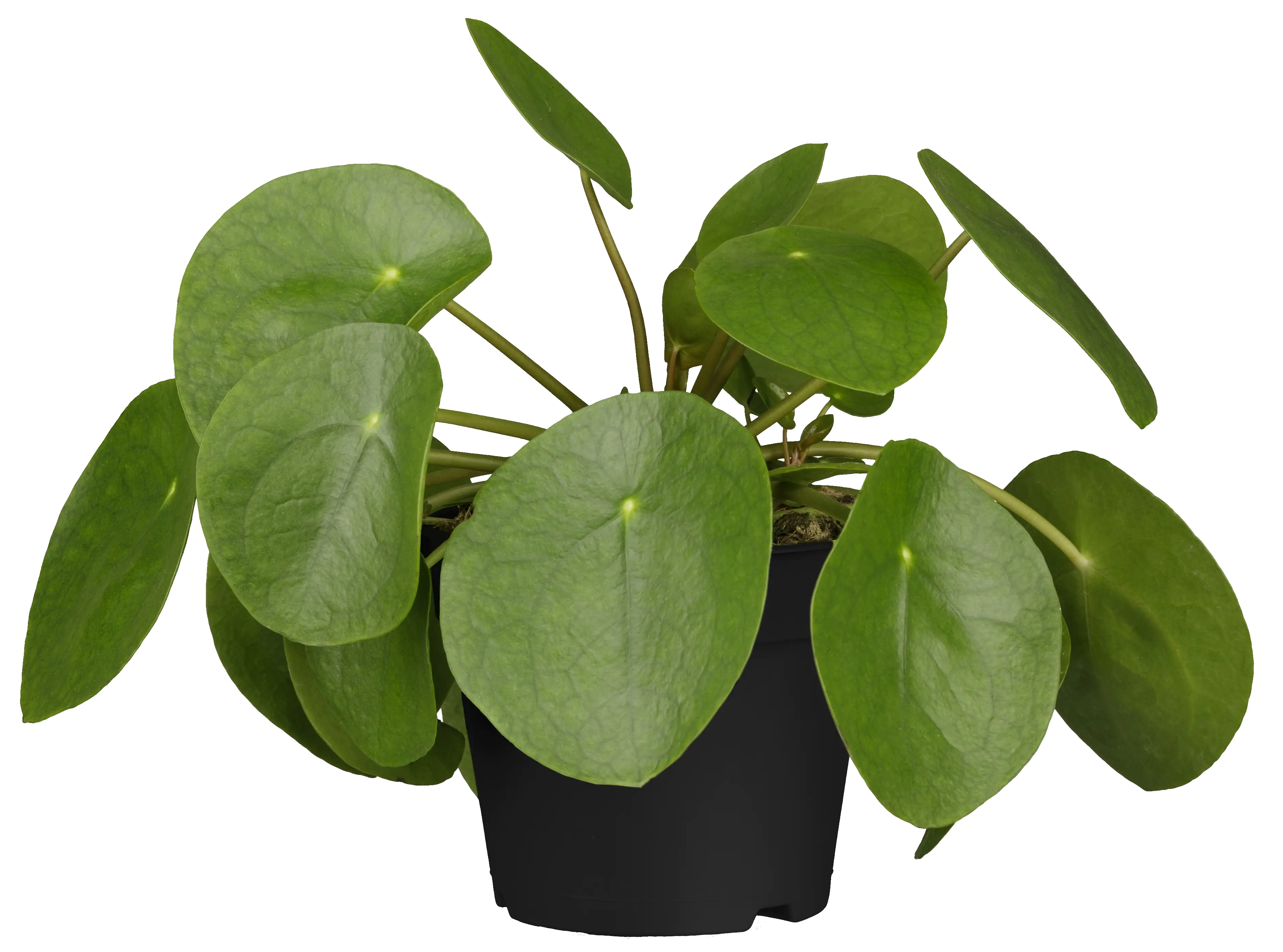 8717929994489 Ufopflanze Pilea Peperomioides H ca. 20 cm 13 cm Topf