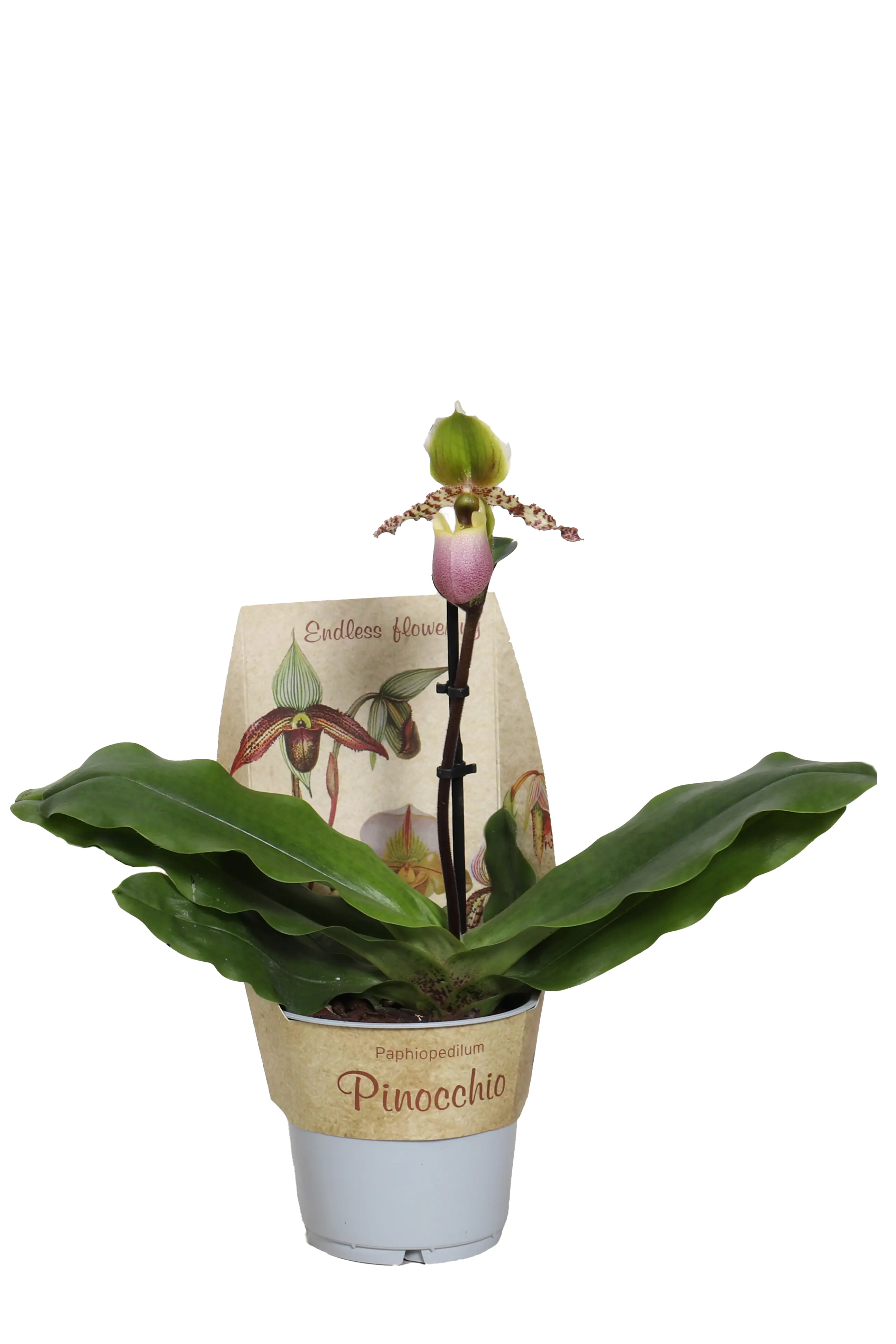 Frauenschuh "Pinocchio" Mix 1 Trieb Paphiopedilum 12 cm Topf