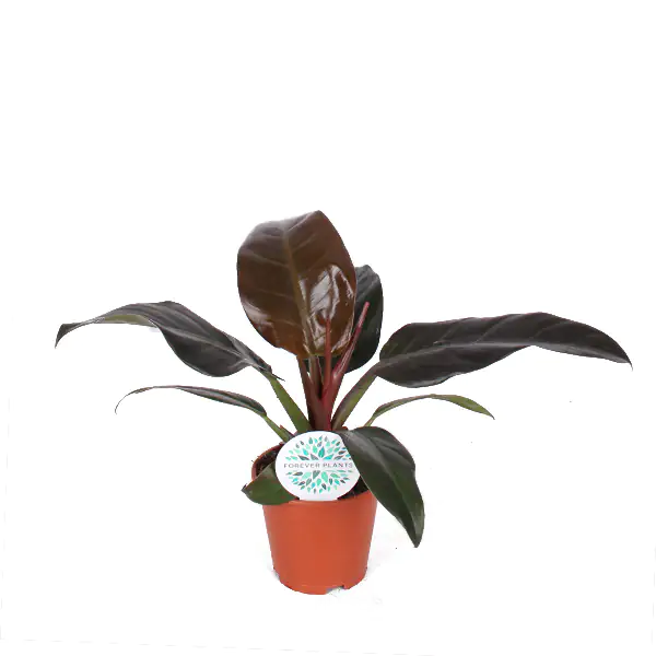 Baumfreund Philodendron Imperial Red H ca. 50 cm 17 cm Topf 