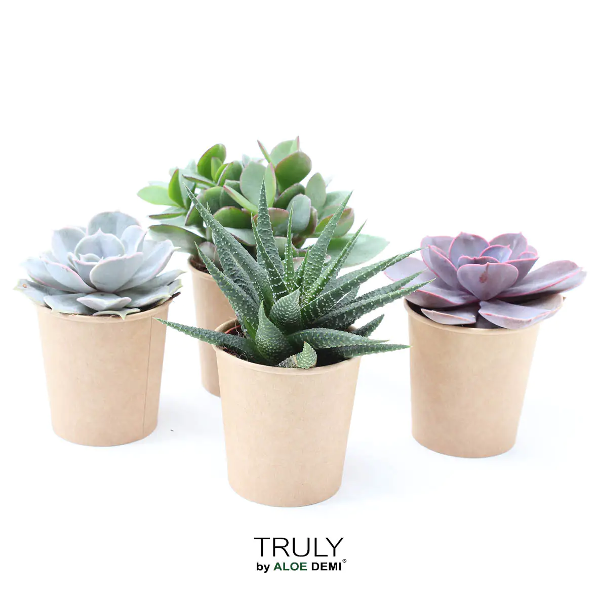 Sukkulenten 4-Pack Mix H ca. 5,5 cm 12 cm