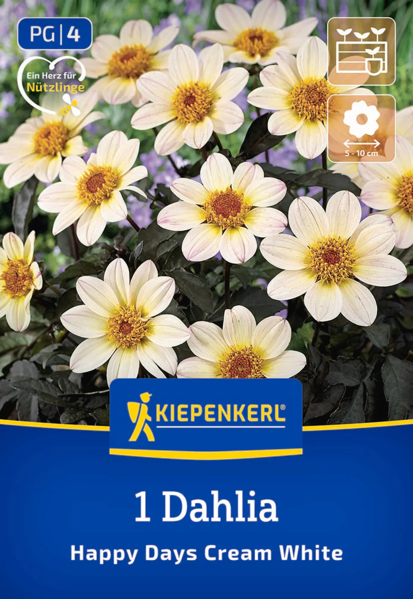 Kiepenkerl Frühjahrsblumenzwiebel Dunkellaubige Beetdahlie Happy Days Creamwhite 1 Stück