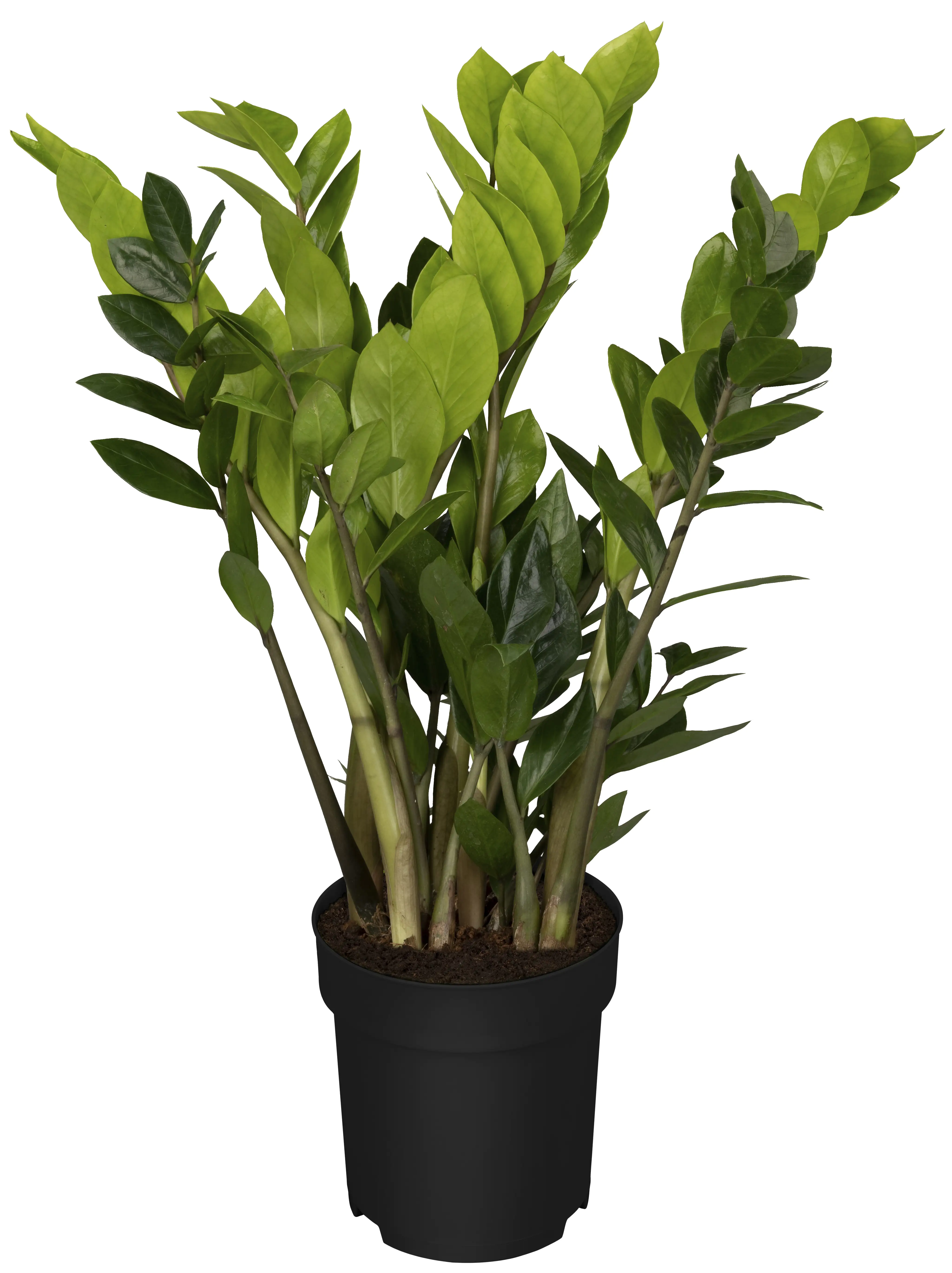 Glücksfeder Zamioculcas Zamiifolia H 60 cm 17 cm Topf kaufen Globus