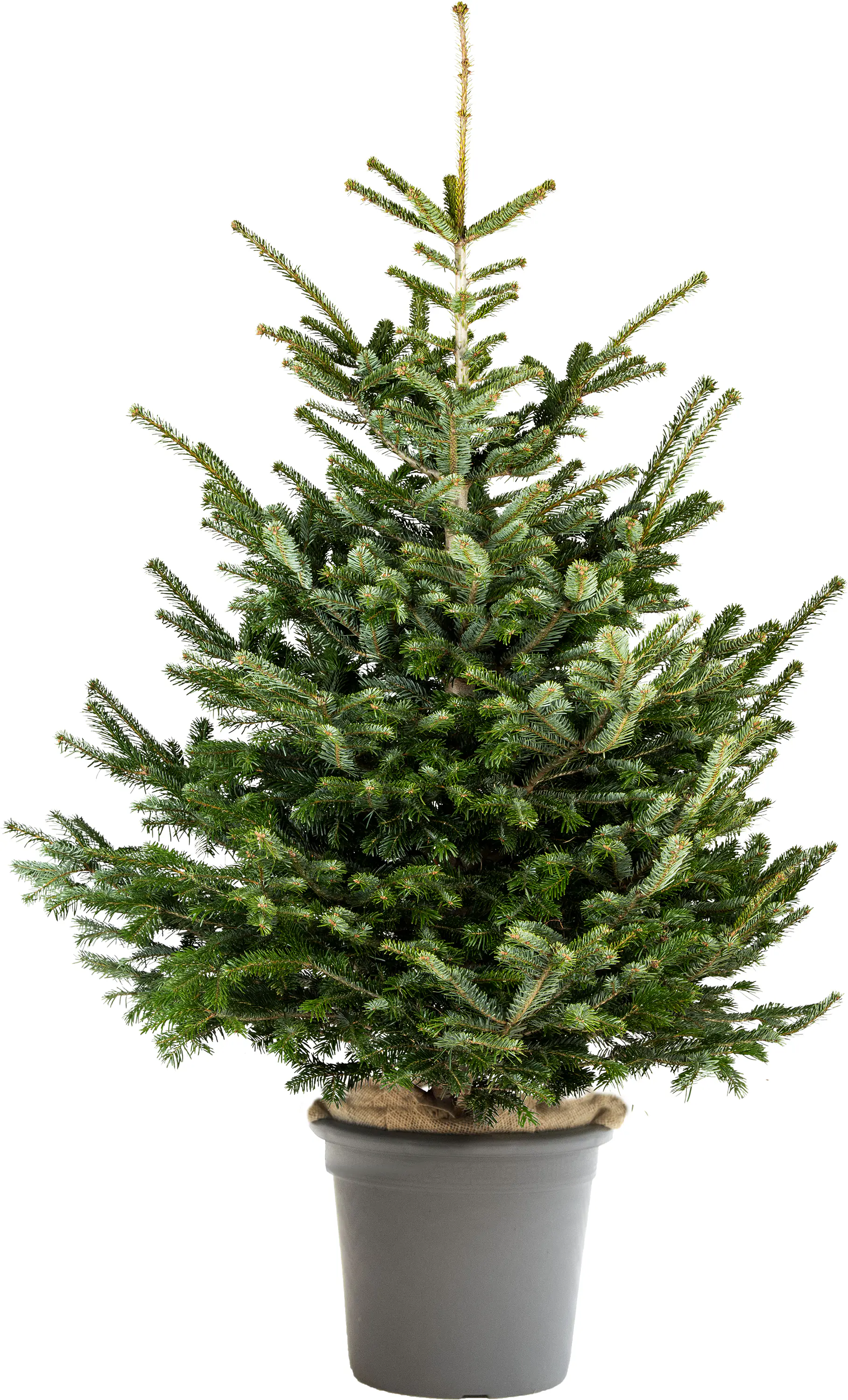 Gemeine Fichte Picea abies 9,5 Liter Container, H 100 - 120 cm, topfgewachsen