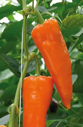 Resistente Gemüsepflanzen Spitzpaprika Capsicum orange 12 cm Topf