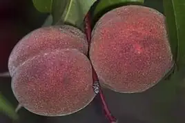 Blutpfirsichbaum Rt. Weinbergpfirsich 7,5 L Container