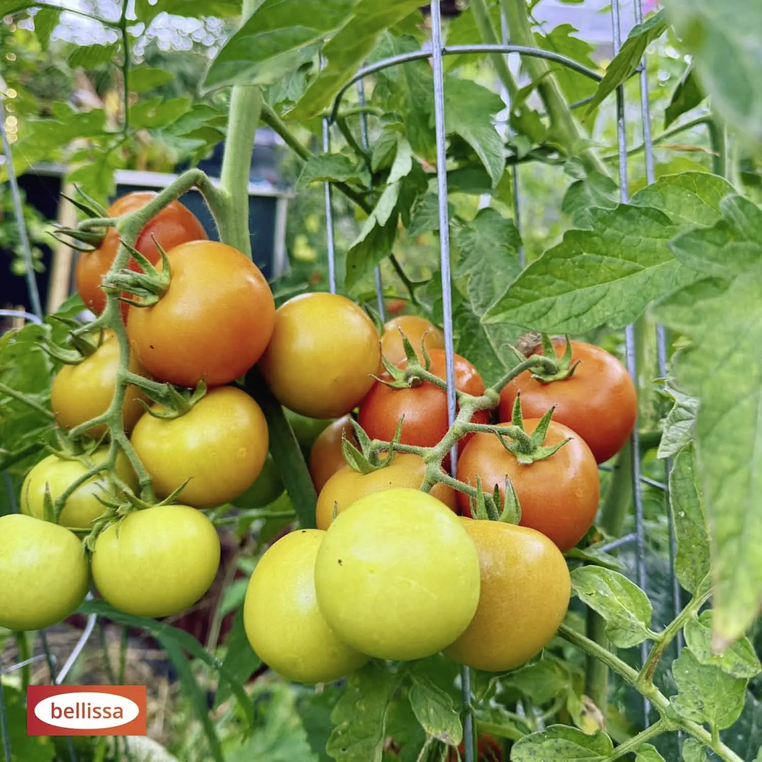 Bellissa Tomatenturm 120cm 120 cm hoch
