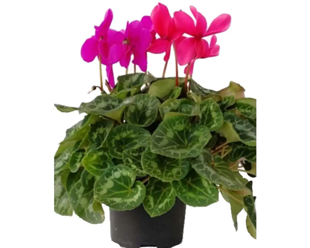 Alpenveilchen XXL 17 cm Topf