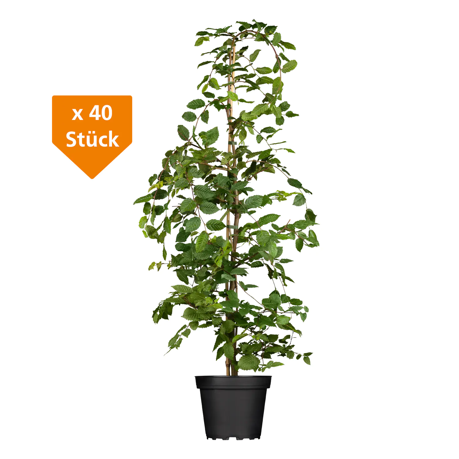 Hainbuche Carpinus betulus H 175 - 200 cm, 40 Stück Hainbuche Carpinus betulus H 175 - 200 cm, 40 Stück