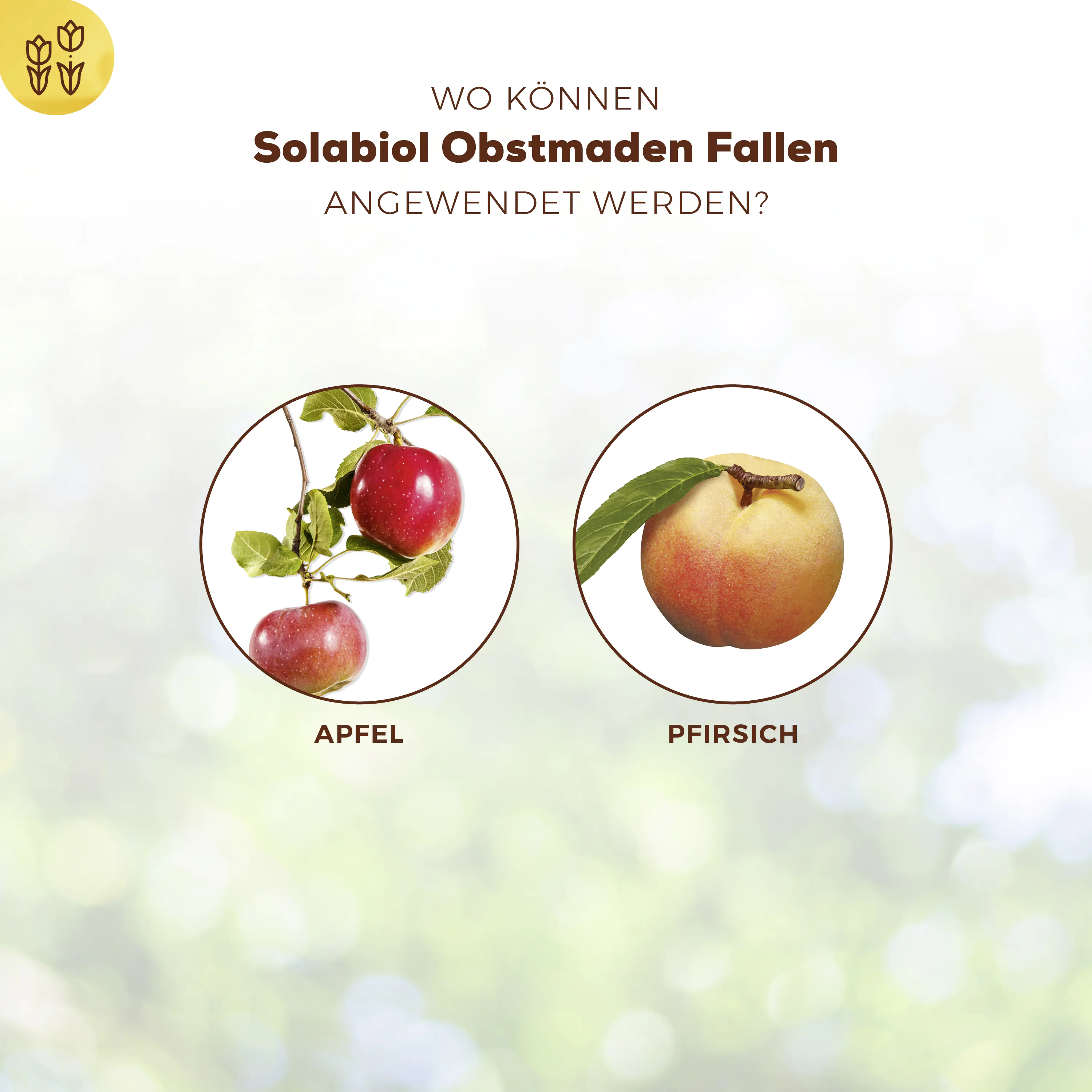 Solabiol Obstmaden Fallen 5 Stück
