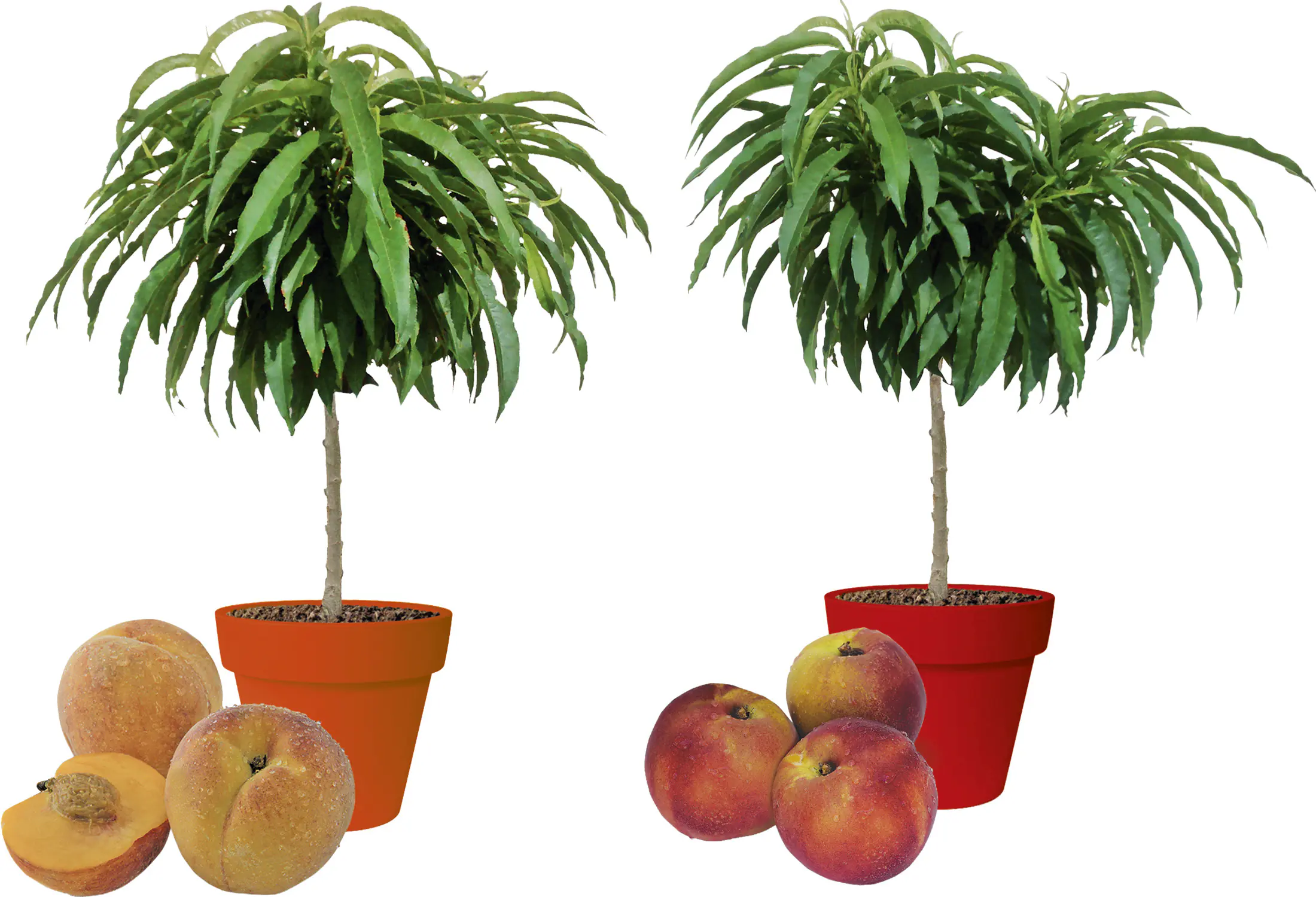 Zwergobst in Sorten Nektarine oder Pfirsich H 70-100 cm, 5 Liter Container 