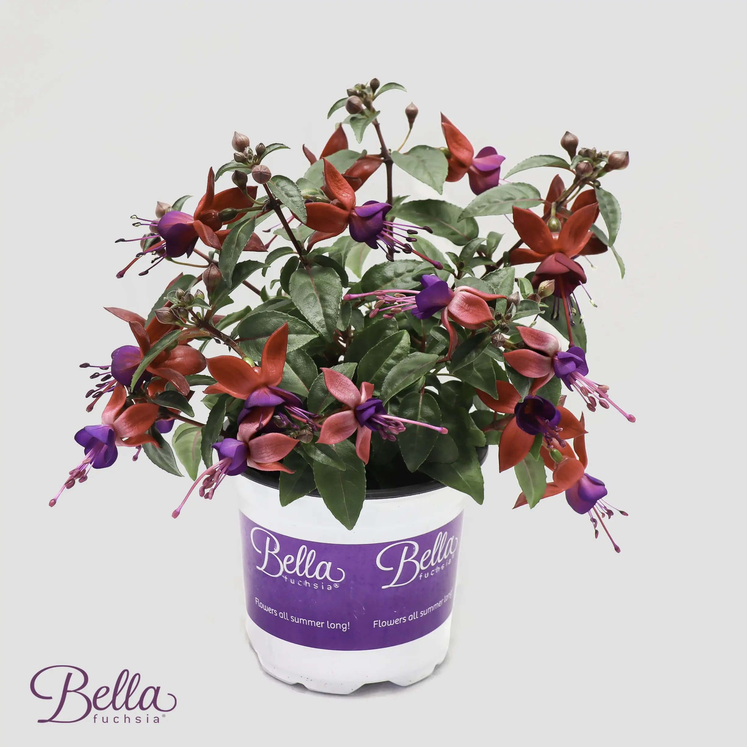 Fuchsie Fuchsia H ca. 20 cm 10,5 cm Topf