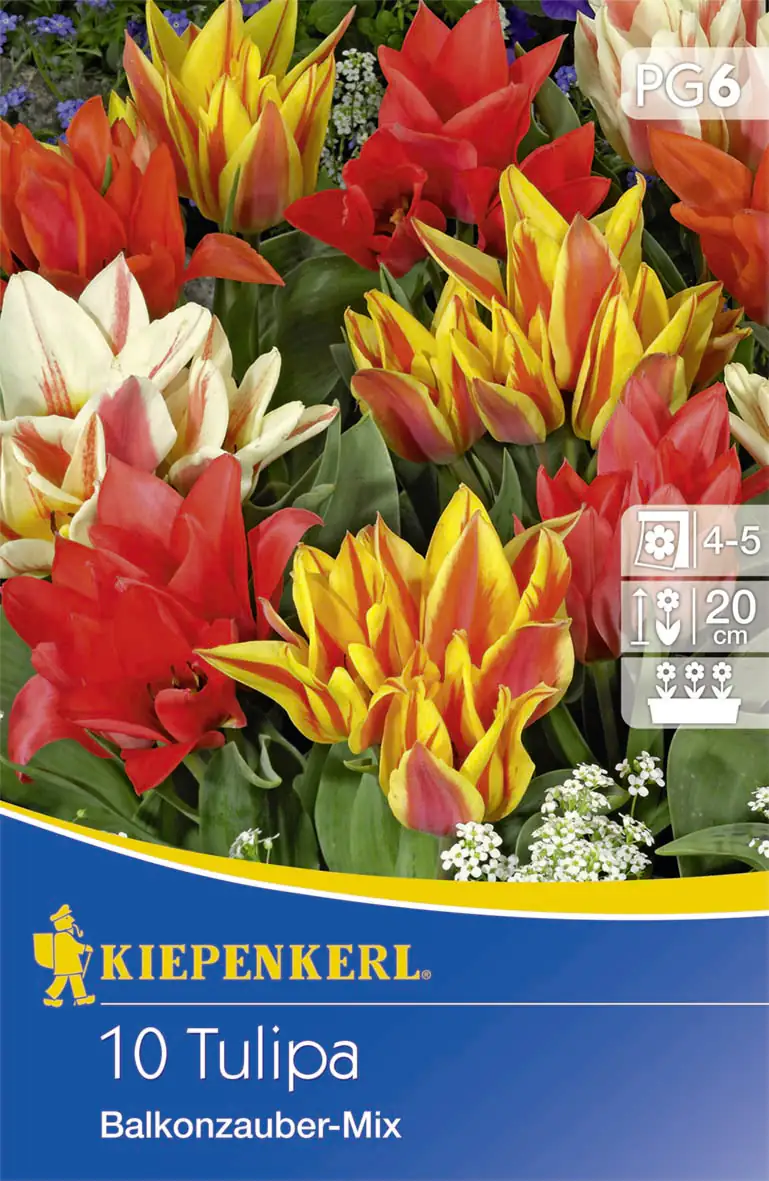 Kiepenkerl Blumenzwiebeln Greigii-Tulpe Balkonzauber Mix Tulipa greigii, Inhalt: 10 Stück Kiepenkerl Blumenzwiebeln Greigii-Tulpe Balkonzauber Mix Tulipa greigii, Inhalt: 10 Stück