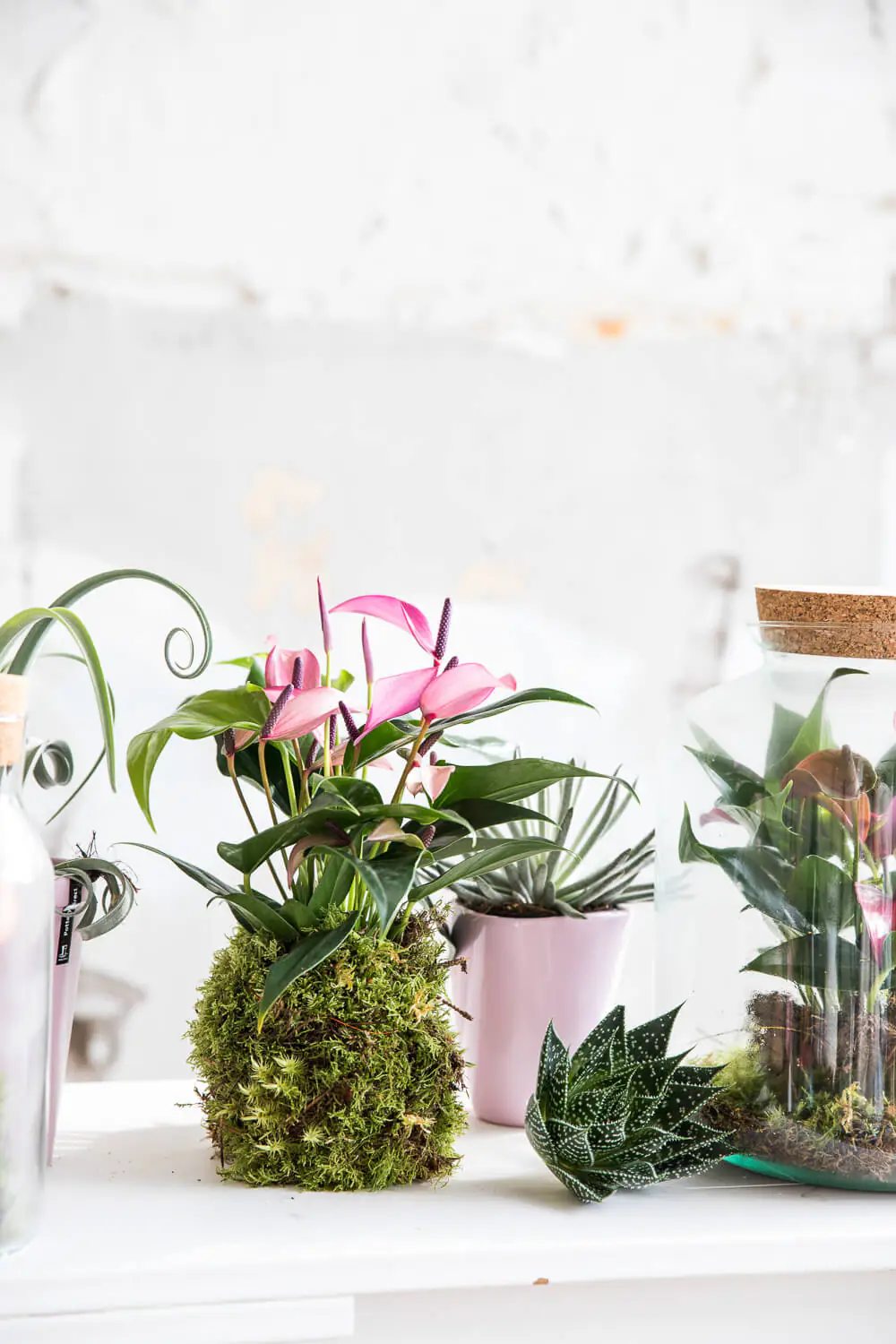 Lebendes Plattmoos für Dekorationen, Kränze und Terrarien Lebendes Plattmoos für Dekorationen, Kränze und Terrarien