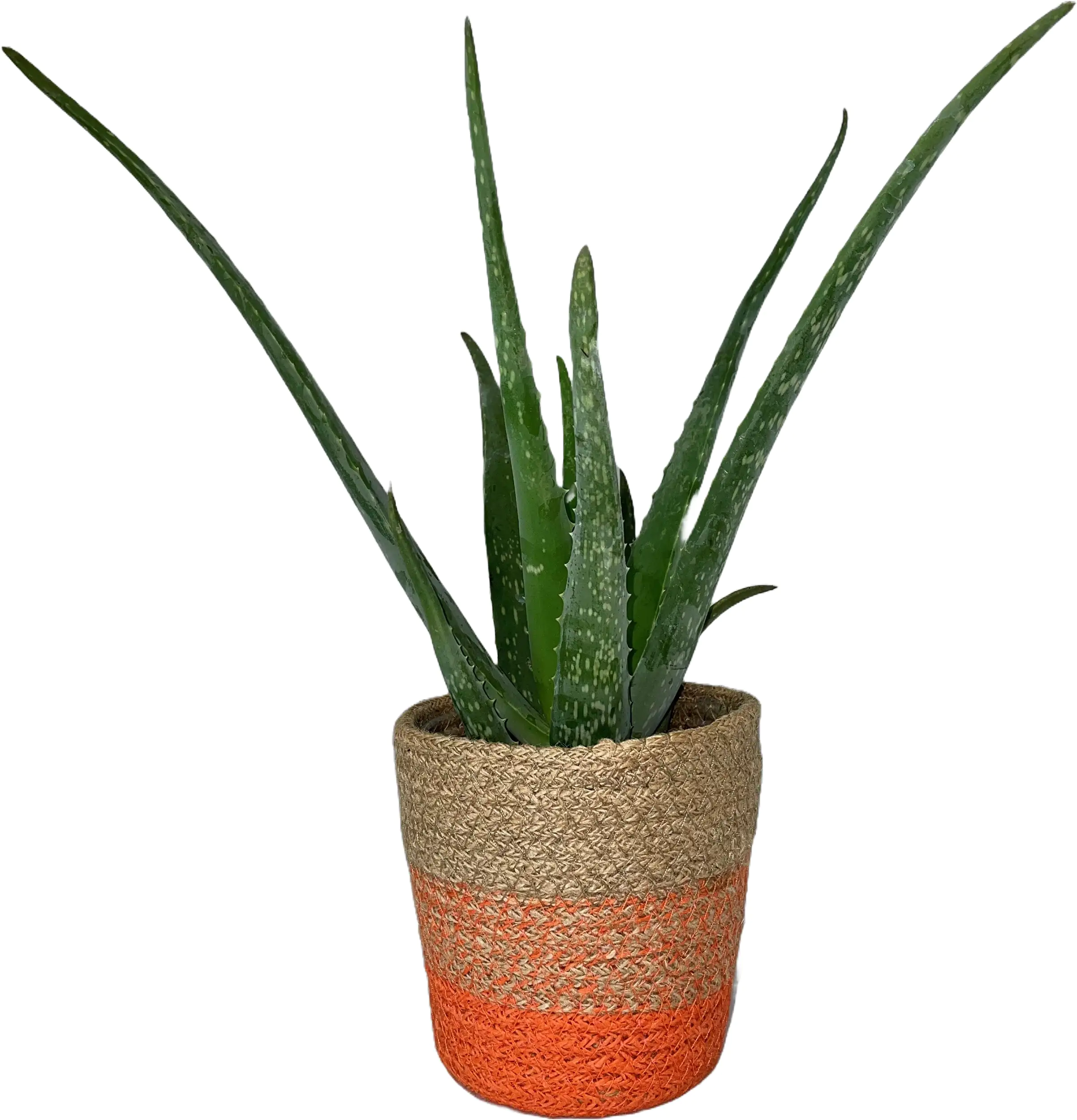 Aloe Vera im Korb H 35 cm 12 cm Korb