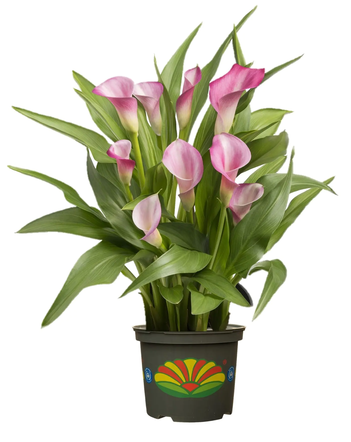 Zantedeschia Calla-Lilie H 50 cm 5 L Container