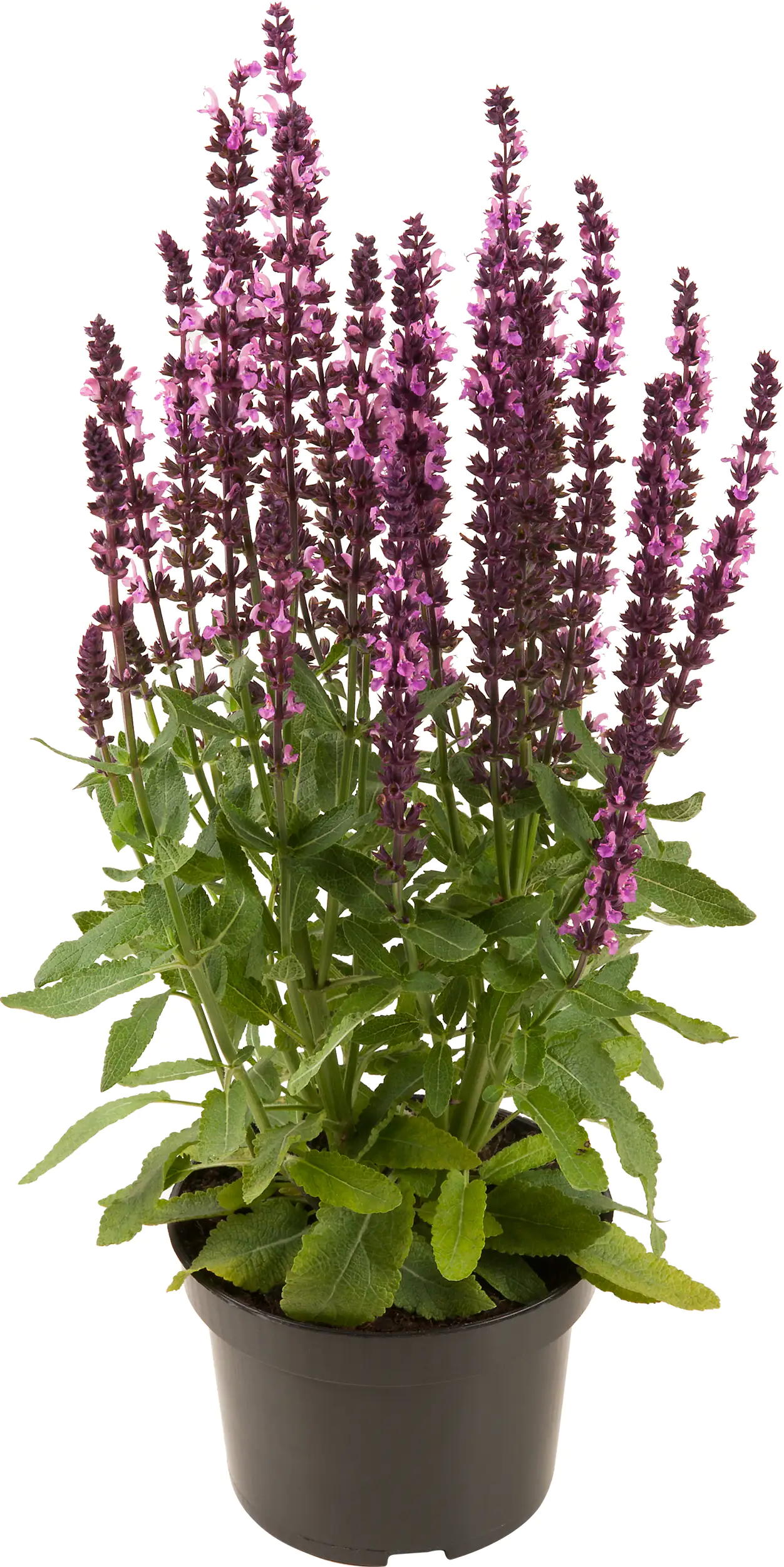 Salbei in Sorten Salvia H 30 cm+ 5 L Container Salbei in Sorten Salvia H 30 cm+ 5 L Container