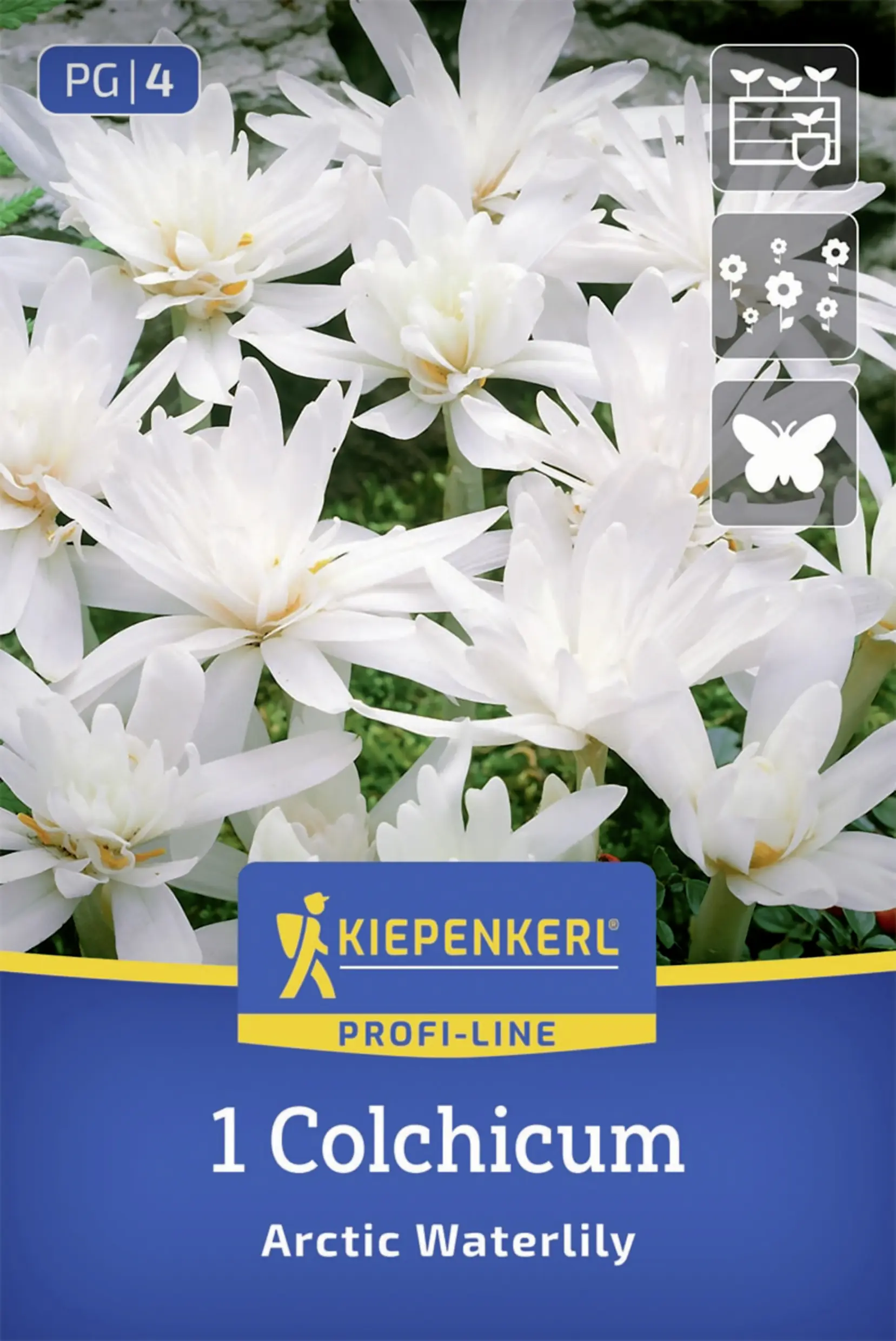 Kiepenkerl Profi-Line Herbstzeitlose Arctic Waterlily weiß 1 Stück