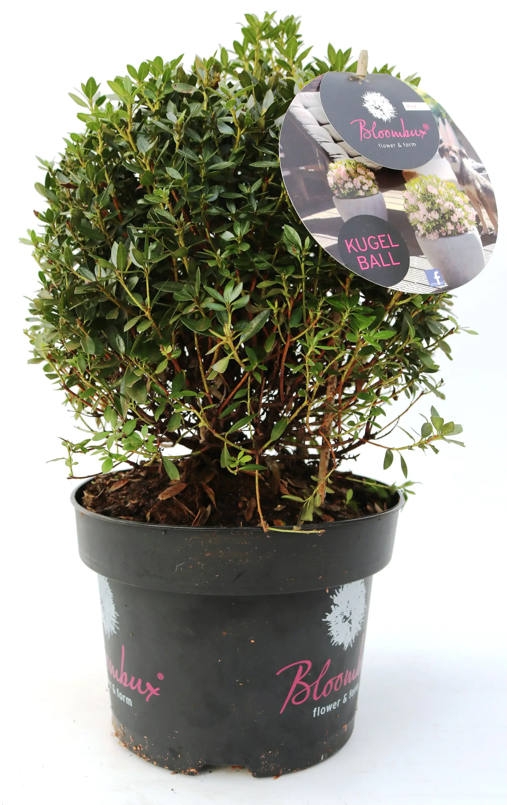 4029395038999 Rhododendron micranthum Bloombux 5 l Container