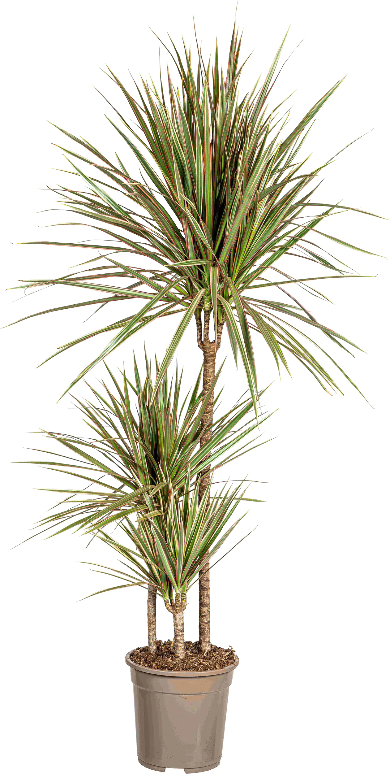 Drachenbaum Dracaena Marginata H ca 120 cm 21 cm Topf Drachenbaum Dracaena Marginata H ca 120 cm 21 cm Topf