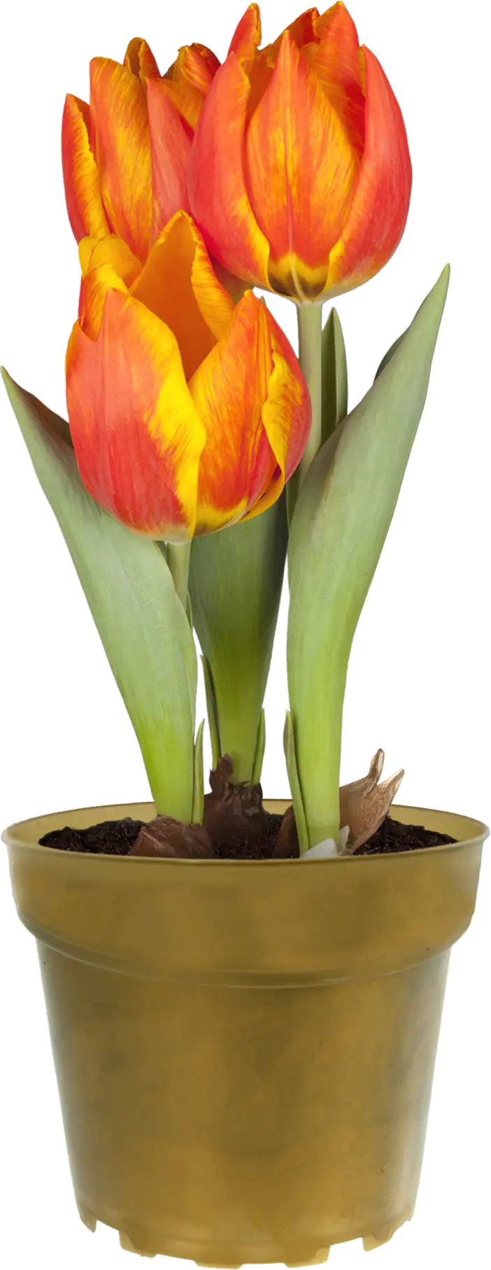 Premium Zwiebelpflanzen Tulpe 10 cm Topf, ca. 15 cm hoch